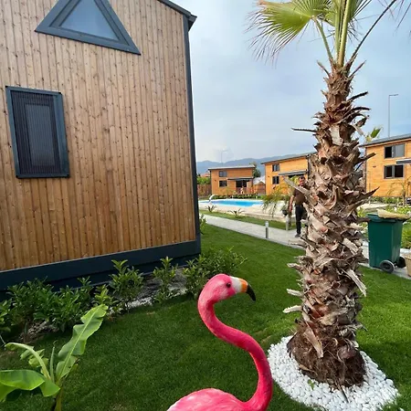 Palm House 4* دمرة